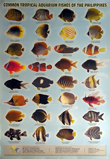 tropical_aquarium_fish_of_the_philippines.jpg