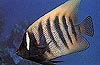 Six Banded Angle Fish