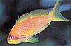 Lyretail Coral Fish