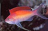 Madder Seaperch Fish