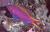 Purple Queen Basslet Fish 