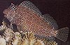 Leopard Rockshipper Blenny Fish