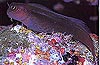 Two Collored Blenny Fish