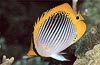Spot-tail Butterfly Fish
