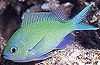 Blue Green Reef Fish