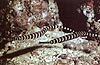 Banded Pipe Fish